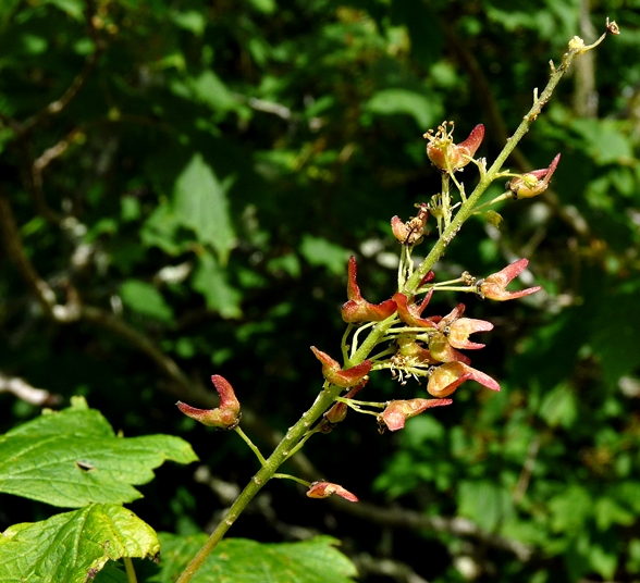 {Acer spicatum}